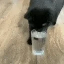 FunnyCatDoesntKnowHowTo emote for Discord