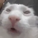 funnywhitecat3 animated emote for Discord, Twitch and Slack