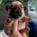 FuckedUpLookingDog emote for Discord