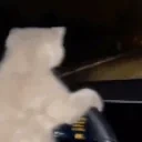 FUCKITCATDRIVINGUSHOME emote for Discord