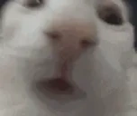 funnywhitecat5 emote for Discord