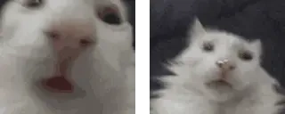 funnywhitecats emote for Discord