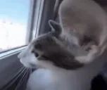 Ftooo emote for Discord