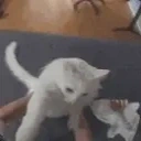 funnywhitecatPls emote for Discord