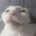 funnywhitecat14 emote for Discord