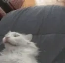funnywhitecat emote for Discord
