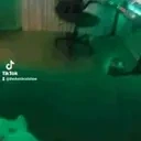 funnywhitecat16 emote for Discord