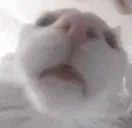 funnywhitecat4 emote for Discord