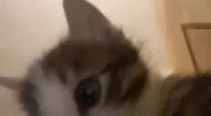 fto emote for Discord