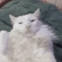 funnywhitecat17 emote for Discord