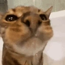 FunnyCatDrinkingTHEWATER emote for Discord