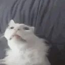 funnywhitecat9 emote for Discord