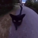 FunnyCatSNIFFING emote for Discord