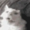 funnywhitecat8 emote for Discord