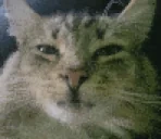 fuh emote for Discord