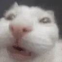 funnywhitecat13 emote for Discord