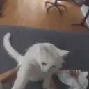 funnywhitecatJAM emote for Discord