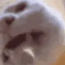 FunnyCatTastingTHEWATER2 emote for Discord