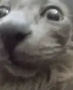 funnyblackcat emote for Discord