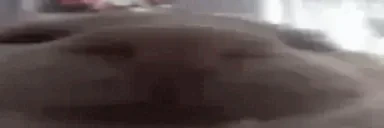 funnywidecat emote for Discord