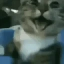 FunnyCuteCatBeingSilly emote for Discord