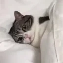 furiousCat emote for Discord