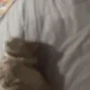 funnyblackcat2 emote for Discord