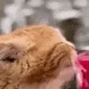 FunnyCatSLURPINGTHEWATER emote for Discord