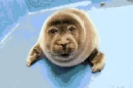 FUCKYOU emote for Discord