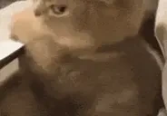 fuhm emote for Discord