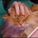 FoxiePat emote for Discord