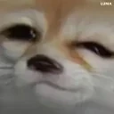 foxEGetsTurnedIntoAWeeb emote for Discord