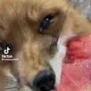 FoxEat emote for Discord