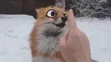 FoxMiMI emote for Discord