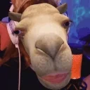 FoxyCameling emote for Discord