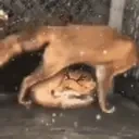 FoxHug emote for Discord