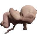 Forestbabybounce emote for Discord