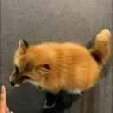 foxBop emote for Discord