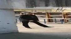 folantiWalk emote for Discord