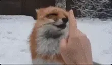 FoxBoop emote for Discord