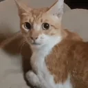 fr emote for Discord