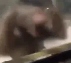 frustrated emote for Discord