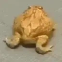 frogbop emote for Discord