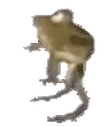 frogedance emote for Discord