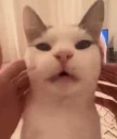 frenchCat emote for Discord
