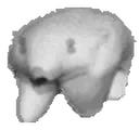 FreeBearLeave emote for Discord