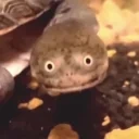 franklin emote for Discord