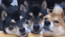 FRENS emote for Discord