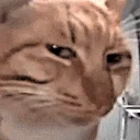 freshSideeye emote for Discord