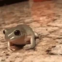 FrogHat emote for Discord